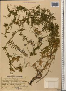 Горошек мохнатый Roth, Кавказ, Черноморское побережье (от Новороссийска до Адлера) (K3) (Россия)