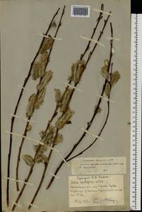 Ива остролистная, Верба Willd., Восточная Европа, Московская область и Москва (E4a) (Россия)