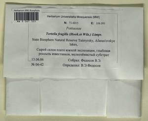 Tortella fragilis (Drumm.) Limpr., Гербарий мохообразных, Мхи - Красноярский край, Тыва и Хакасия (B17) (Россия)