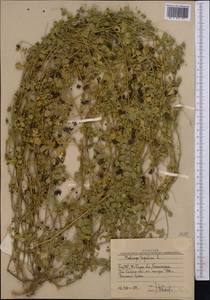 Люцерна хмелевидная L., Средняя Азия и Казахстан, Западный Тянь-Шань и Каратау (M3) (Узбекистан)