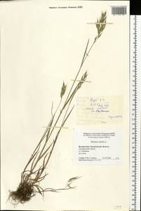 Костер мягкий L., Восточная Европа, Белоруссия (E3a) (Белоруссия)