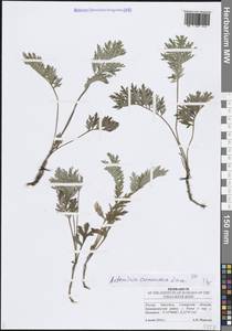 Полынь армянская Lam., Восточная Европа, Средневолжский район (E8) (Россия)