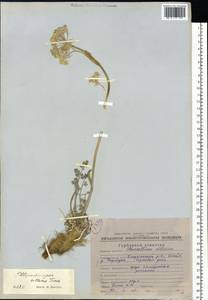 Вздутоплодник волосистый (Turcz. ex Fisch. & C.A.Mey.) Turcz. ex Ledeb., Сибирь, Чукотка и Камчатка (S7) (Россия)