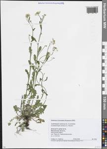 Резушка песчаная, Резуховидка песчаная, Восточная Европа, Московская область и Москва (E4a) (Россия)