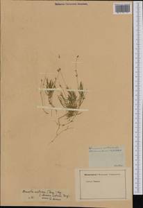 Sabulina austriaca (Jacq.) Rchb., Западная Европа (EUR) (Австрия)