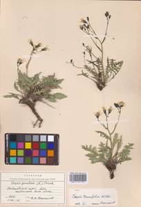 Crepidiastrum tenuifolium (Willd.) Sennikov, Сибирь, Дальний Восток (S6) (Россия)