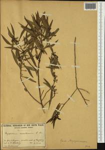Myoporum tenuifolium G. Forster, Австралия и Океания (AUSTR) (Австралия)