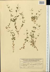 Мерингия трехжилковая (L.) Clairv., Восточная Европа, Московская область и Москва (E4a) (Россия)