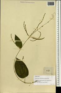 Desmodium zonatum Miq., Зарубежная Азия (ASIA) (Филиппины)