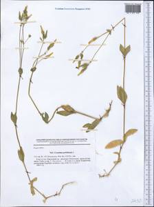 Dichodon perfoliatum (L.) Á. Löve & D. Löve, Средняя Азия и Казахстан, Северный и Центральный Тянь-Шань (M4) (Киргизия)