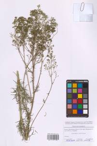 Василисник светлый, Василисник блестящий L., Восточная Европа, Московская область и Москва (E4a) (Россия)