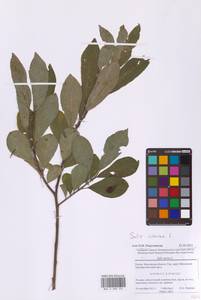 Ива пепельно-серая L., Восточная Европа, Московская область и Москва (E4a) (Россия)