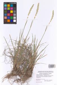 Koeleria macrantha subsp. macrantha, Восточная Европа, Нижневолжский район (E9) (Россия)