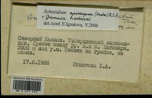 Grimmia hartmanii Schimp., Гербарий мохообразных, Мхи - Северный Кавказ и Предкавказье (B12) (Россия)