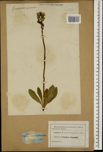 Crepis praemorsa subsp. caucasigena (L.) Menitsky, Кавказ (без точных местонахождений) (K0)