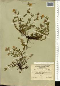 Солнцецвет монетолистный (L.) Mill., Кавказ, Южная Осетия (K4b) (Южная Осетия)