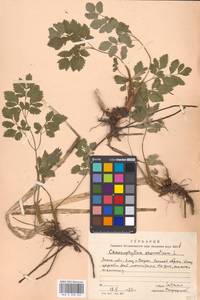 Бутень ароматный L., Восточная Европа, Московская область и Москва (E4a) (Россия)