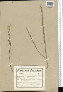 Delphinium rugulosum Boiss., Средняя Азия и Казахстан, Сырдарьинские пустыни и Кызылкумы (M7) (Узбекистан)