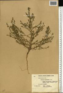 Солянка обыкновенная, Солянка сорная L., Восточная Европа, Московская область и Москва (E4a) (Россия)