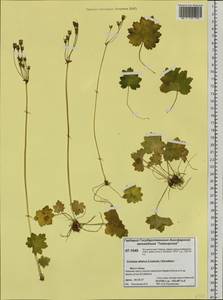 Primula matthioli subsp. altaica (Losinsk.) Kovt., Сибирь, Центральная Сибирь (S3) (Россия)