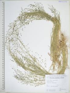 Бескильница Гаупта (V.I.Krecz.) Kitag., Сибирь, Дальний Восток (S6) (Россия)