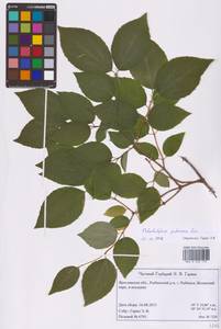 Чубушник пушистый Loisel., Восточная Европа, Центральный лесной район (E5) (Россия)