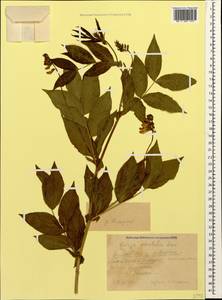 Козлятник восточный Lam., Кавказ, Краснодарский край и Адыгея (K1a) (Россия)