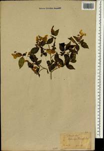 Hydrangea serrata (Thunb.) Ser., Зарубежная Азия (ASIA) (Япония)