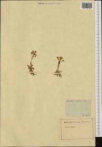 Dianthus collinus, Западная Европа (EUR) (Венгрия)