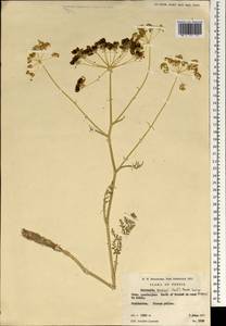 Leiotulus secacul (Mill.) Pimenov & Ostr., Зарубежная Азия (ASIA) (Иран)