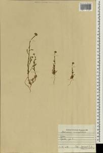 Tripleurospermum melanolepis (Boiss. & Buhse) Pobed., Зарубежная Азия (ASIA) (Ирак)