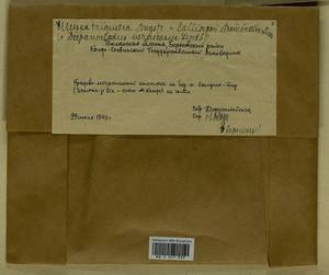 Meesia triquetra (L. ex Jolycl.) Ångstr., Гербарий мохообразных, Мхи - Западная Сибирь (включая Алтай) (B15) (Россия)