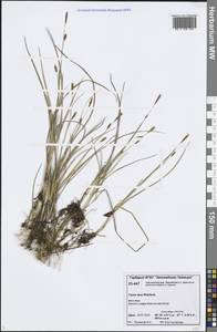 Осока рыхлая Wahlenb., Сибирь, Центральная Сибирь (S3) (Россия)