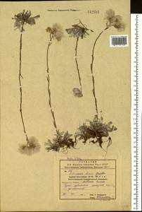 Кошачья лапка двудомная (L.) Gaertn., Сибирь, Дальний Восток (S6) (Россия)
