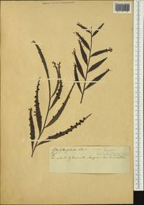 Phyllanthus epiphyllanthus, Австралия и Океания (AUSTR)