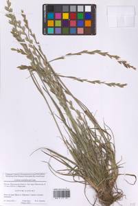 Плевел многоцветковый Lam., Восточная Европа, Московская область и Москва (E4a) (Россия)