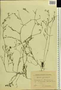 Cynanchica pyrenaica subsp. cynanchica (L.) P.Caputo & Del Guacchio, Восточная Европа, Южно-Украинский район (E12) (Украина)