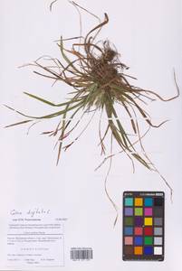 Осока пальчатая L., Восточная Европа, Московская область и Москва (E4a) (Россия)