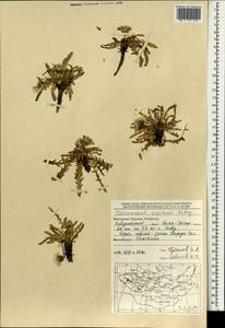 Одуванчик китайский Kitag., Монголия (MONG) (Монголия)