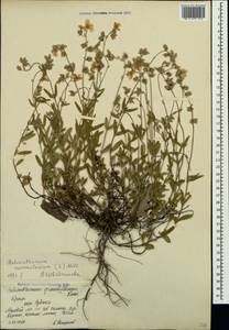 Солнцецвет монетолистный (L.) Mill., Крым (KRYM) (Россия)