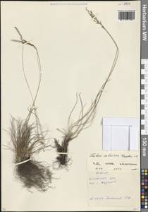 Овсяница валисская, Типчак Schleich. ex Gaudin, Кавказ, Северная Осетия, Ингушетия и Чечня (K1c) (Россия)