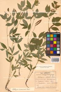 Чина Комарова Ohwi, Сибирь, Дальний Восток (S6) (Россия)