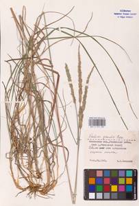 Koeleria pyramidata subsp. pyramidata, Восточная Европа, Западный район (E3) (Россия)