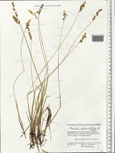 Anthoxanthum monticola (Bigelow) Veldkamp, Восточная Европа, Северный район (E1) (Россия)