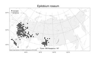 Epilobium roseum, Кипрей розовый (Schreb.) Schreb., Атлас флоры России (FLORUS) (Россия)