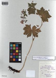 KUZ 000 255, Герань белоцветковая Ledeb., Сибирь, Алтай и Саяны (S2) (Россия)