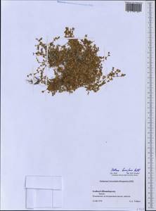Звездчатка приземистая, Звездчатка простертая Rottb., Западная Европа (EUR) (Шпицберген и Ян-Майен)