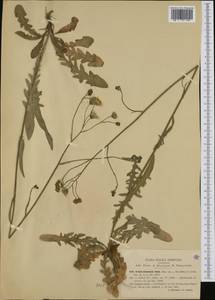 Crepis nicaeensis Balb. ex Pers., Западная Европа (EUR) (Италия)