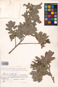 Дуб черешчатый, Дуб обыкновенный L., Восточная Европа, Нижневолжский район (E9) (Россия)