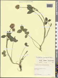 Клевер сходный M.Bieb., Кавказ, Дагестан (K2) (Россия)